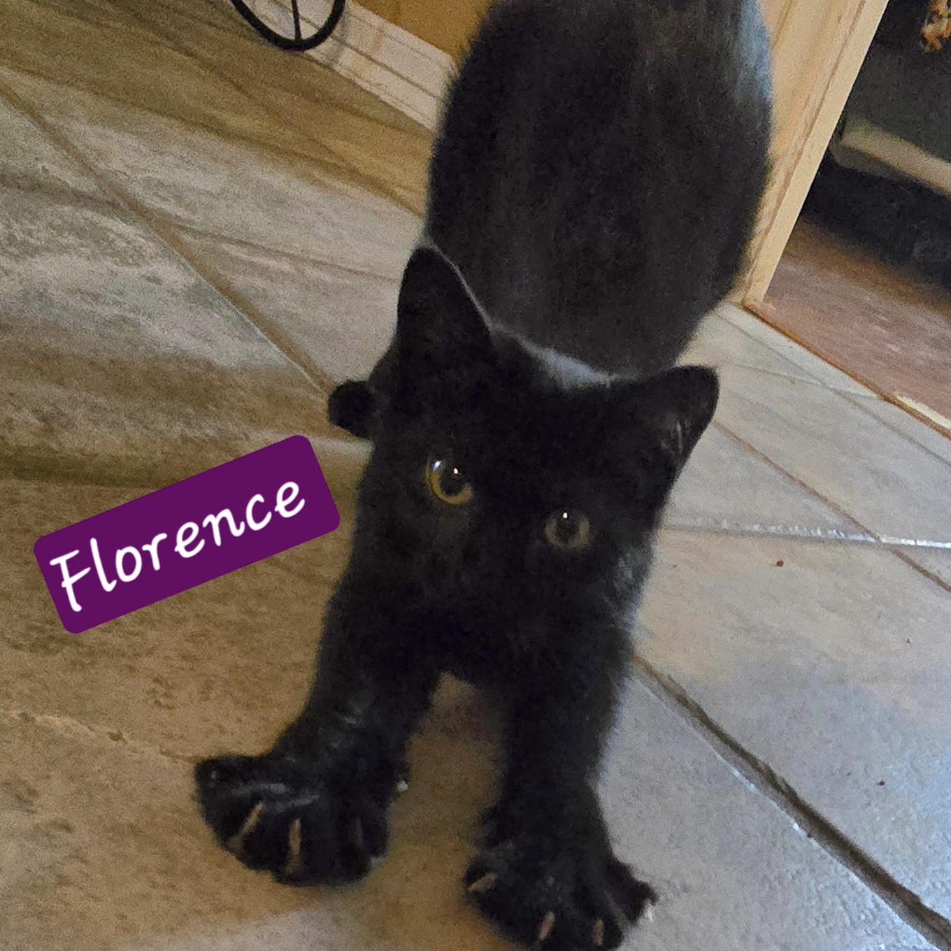 Florence, Adoptable, Kitten Female Domestic Short Hair.