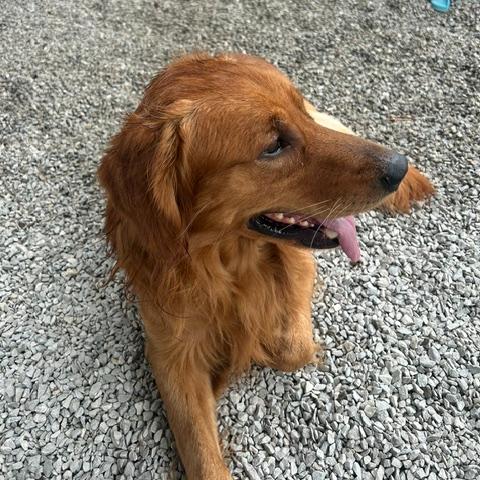 Cooper Bren, Adoptable, Young Male Golden Retriever.