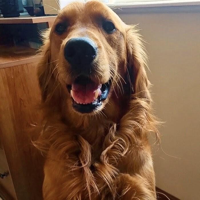 Enlarge Cooper Bren, a Adoptable Golden Retriever in Louisville, KY image 2/5
