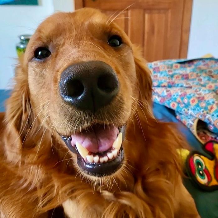 Enlarge Cooper Bren, a Adoptable Golden Retriever in Louisville, KY image 3/5