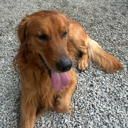 Enlarge Cooper Bren, a Adoptable Golden Retriever in Louisville, KY image 4/5