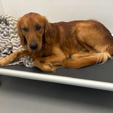Enlarge Cooper Bren, a Adoptable Golden Retriever in Louisville, KY image 5/5