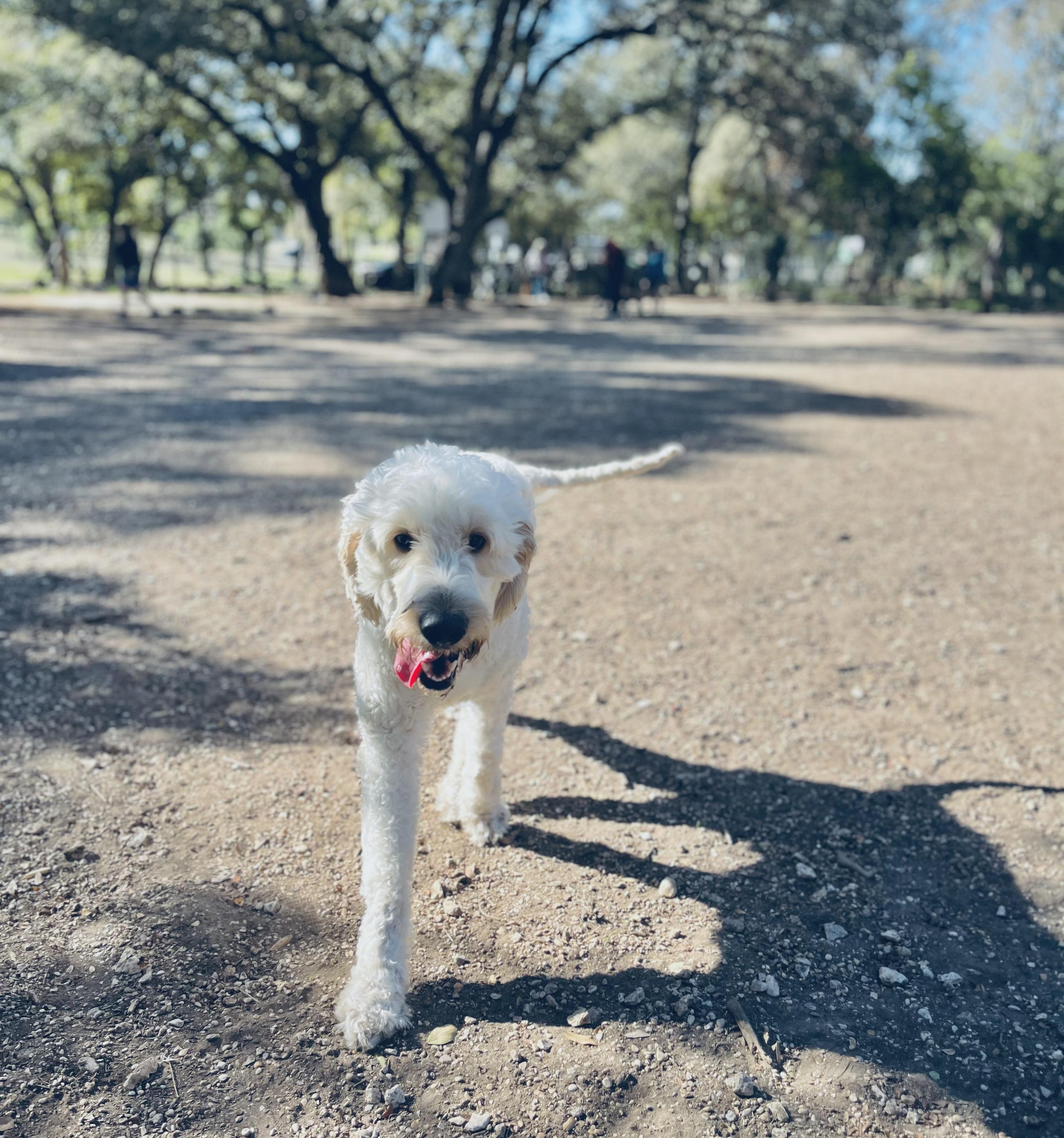 BRADY, a ADOPTABLE mixed breed in Peralta, NM image 4/5