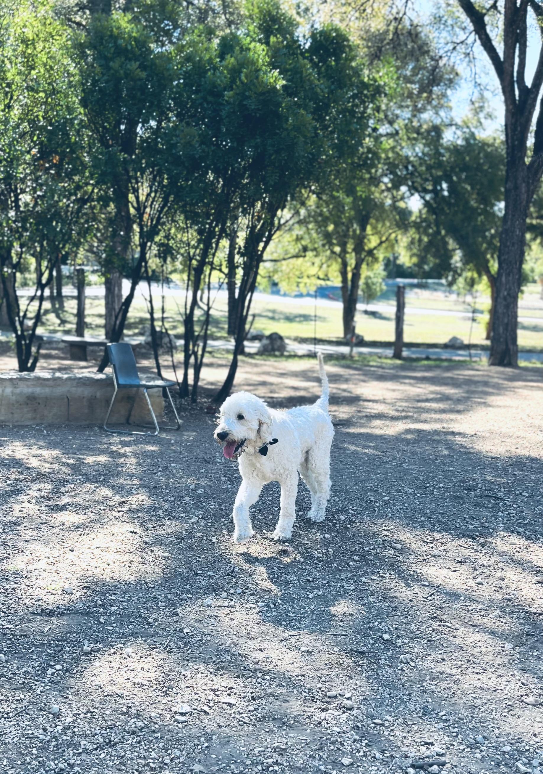 BRADY, a ADOPTABLE mixed breed in Peralta, NM image 5/5