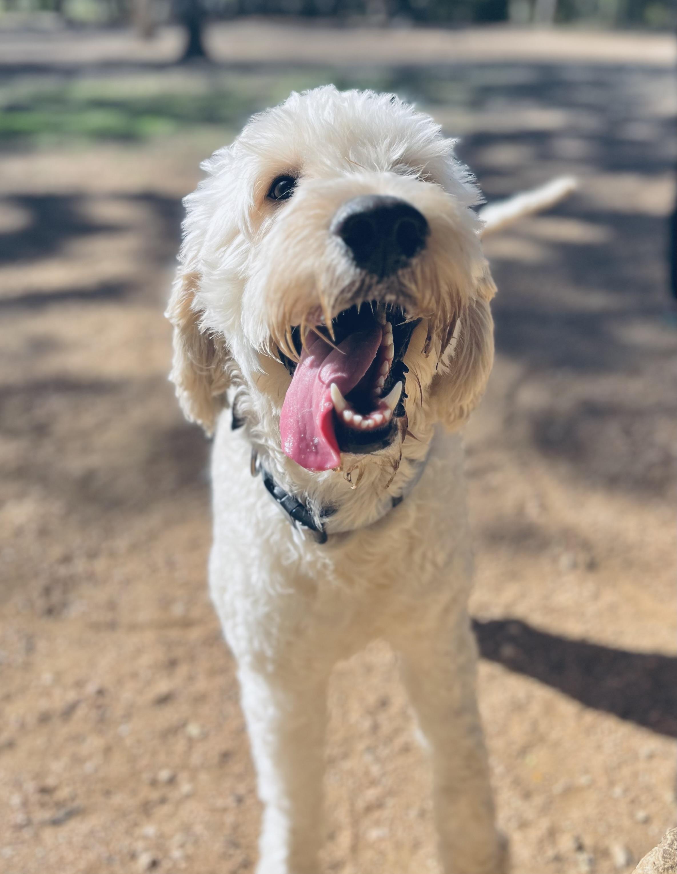 BRADY, a ADOPTABLE mixed breed in Peralta, NM image 1/5