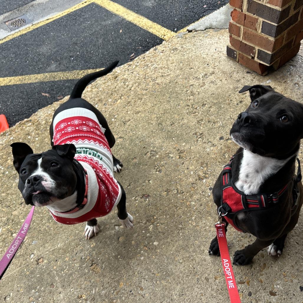 Pippa, Adoptable, Adult Female Staffordshire Bull Terrier.