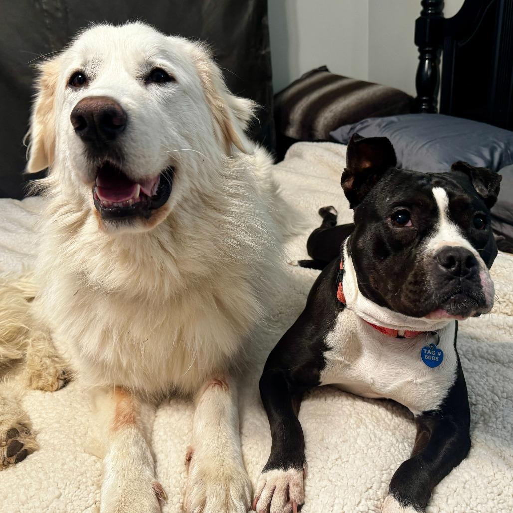 Enlarge Pippa, a Adoptable Staffordshire Bull Terrier in Richmond, VA image 4/6