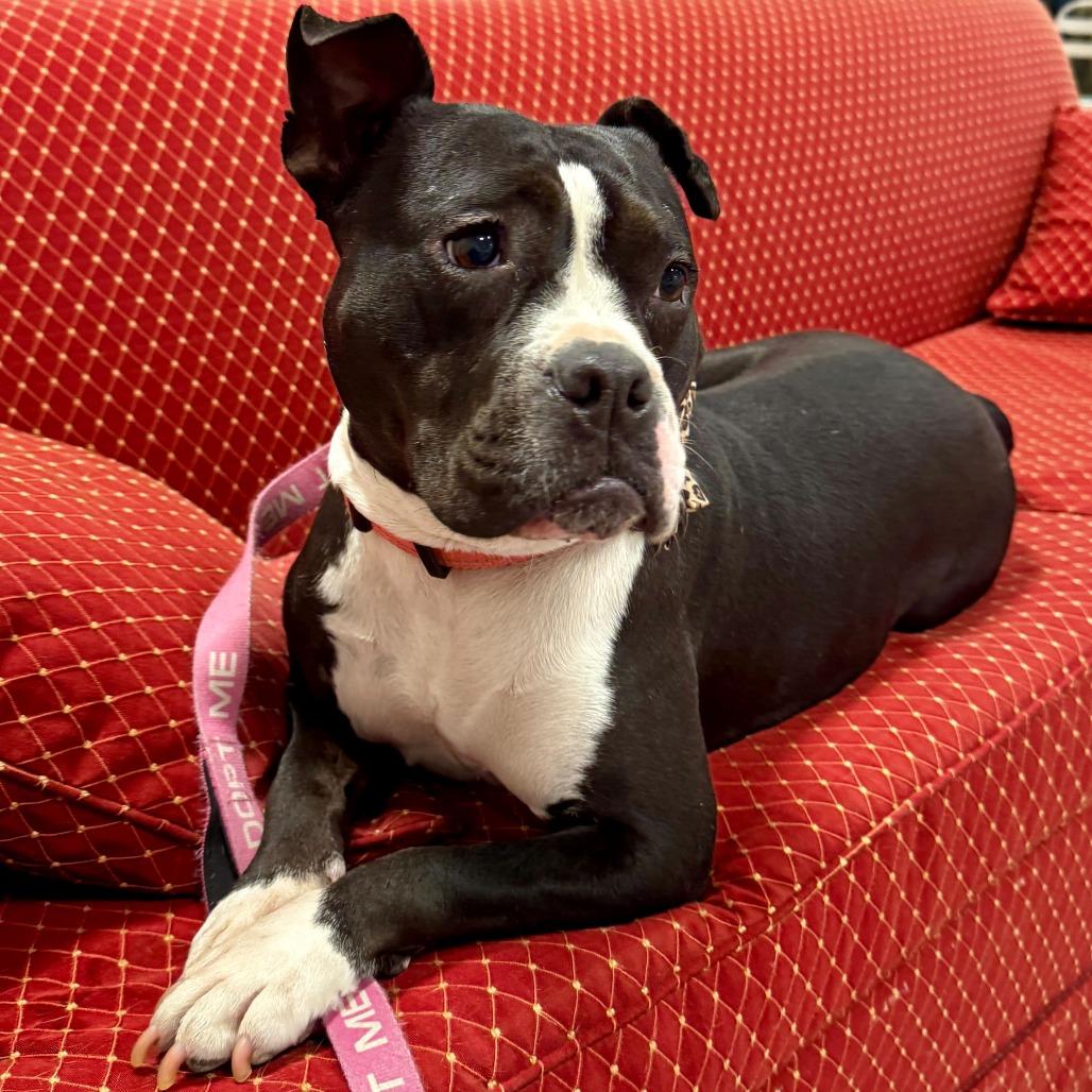 Enlarge Pippa, a Adoptable Staffordshire Bull Terrier in Richmond, VA image 6/6