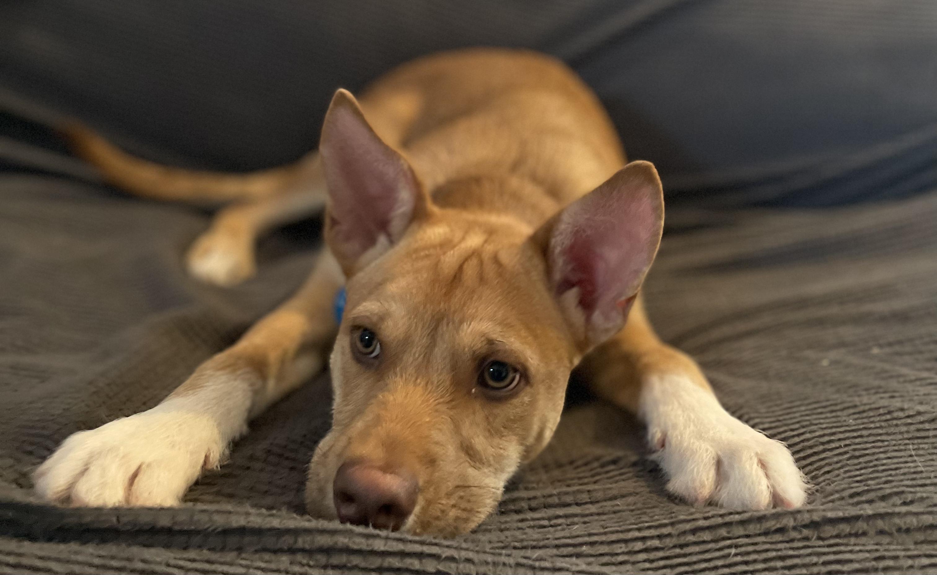Charlie Brown , ADOPTABLE, Young Male Mixed Breed.