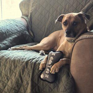 Bailey , Adoptable, Young Male Mixed Breed.