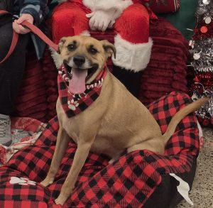 Enlarge Bailey , a Adoptable mixed breed in King City, ON image 2/6