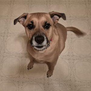 Bailey , Adoptable, Young Male Mixed Breed.