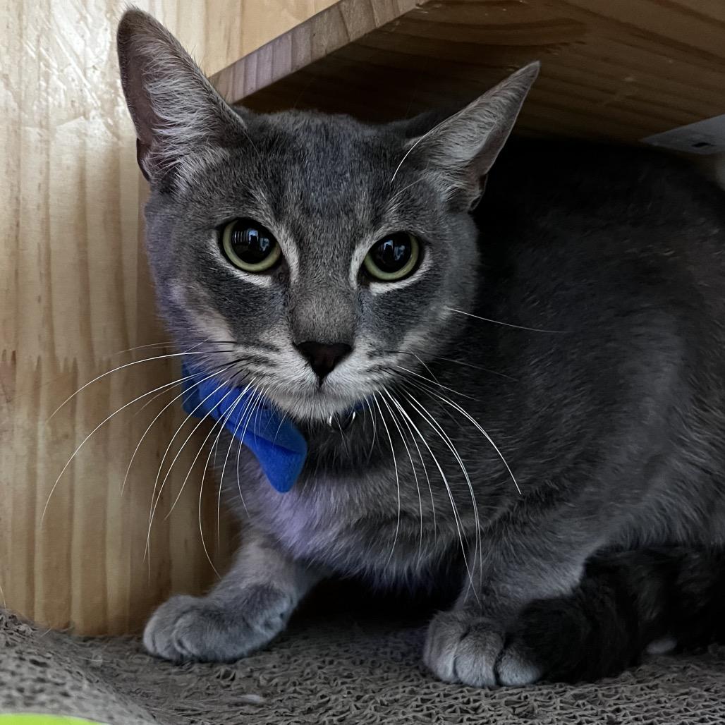 Enlarge Sweets, a Adoptable Domestic Short Hair in Yucca Valley, CA image 1/4