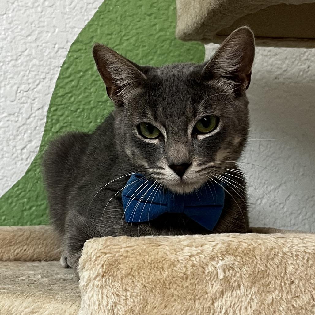 Enlarge Sweets, a Adoptable Domestic Short Hair in Yucca Valley, CA image 2/4