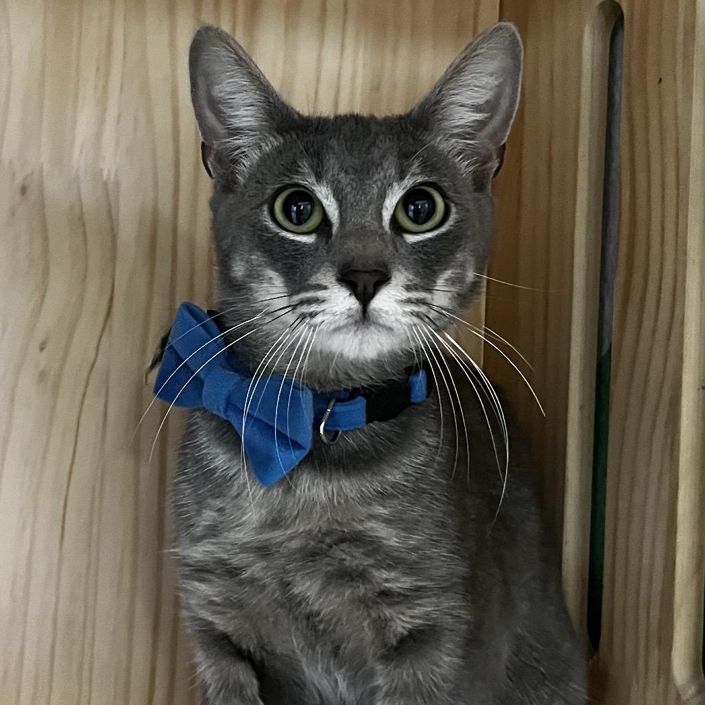 Enlarge Sweets, a Adoptable Domestic Short Hair in Yucca Valley, CA image 3/4