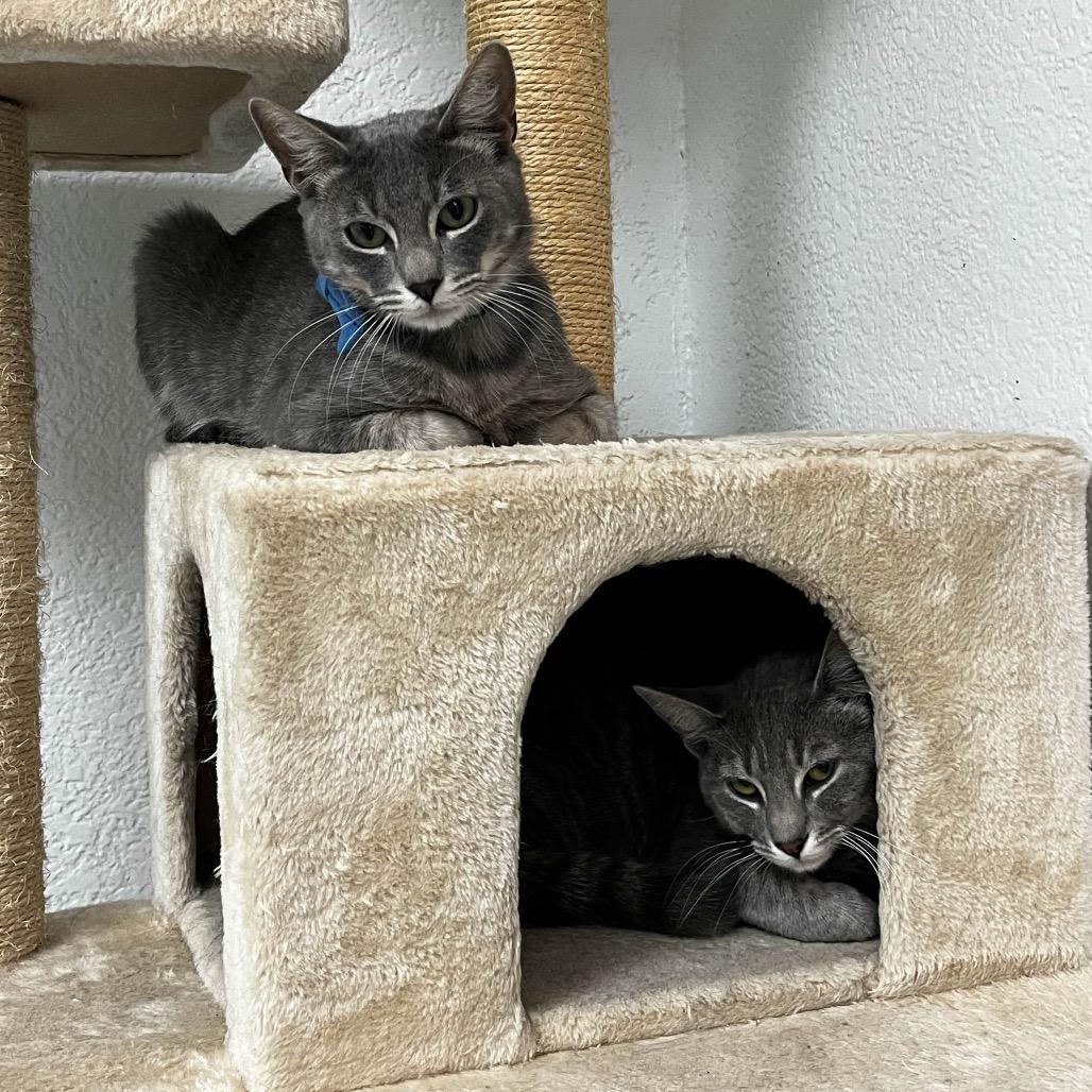 Enlarge Sweets, a Adoptable Domestic Short Hair in Yucca Valley, CA image 4/4