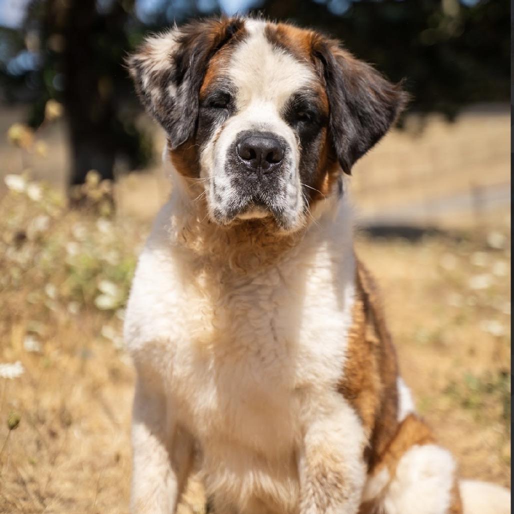 Otis, Adoptable, Adult Male Saint Bernard.