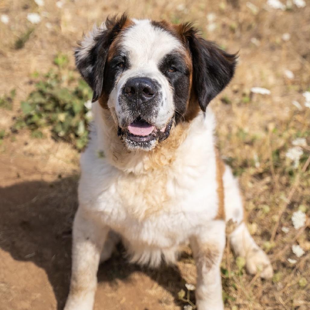 Enlarge Otis, a Adoptable Saint Bernard in Salem, OR image 2/6