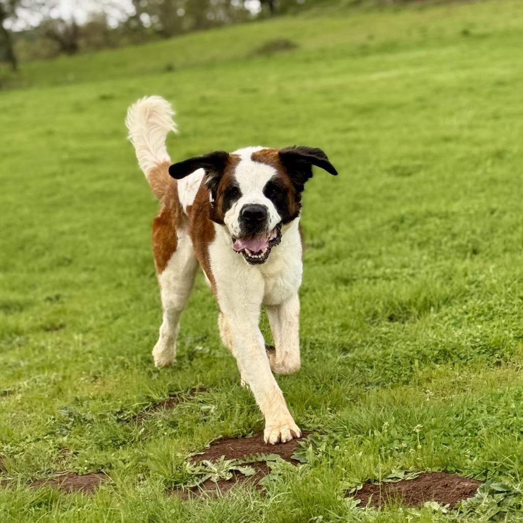 Otis, a Adoptable Saint Bernard in Salem, OR image 2/6
