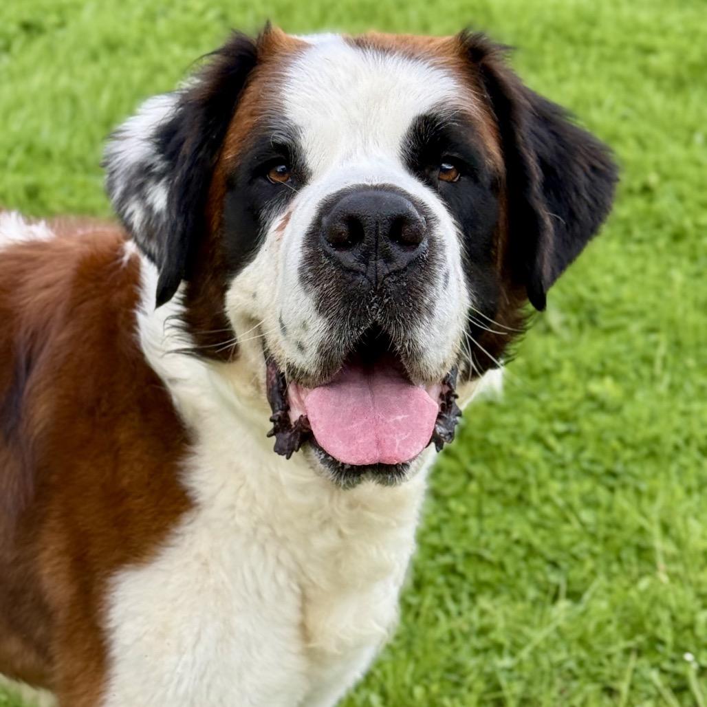 Otis, a Adoptable Saint Bernard in Salem, OR image 3/6