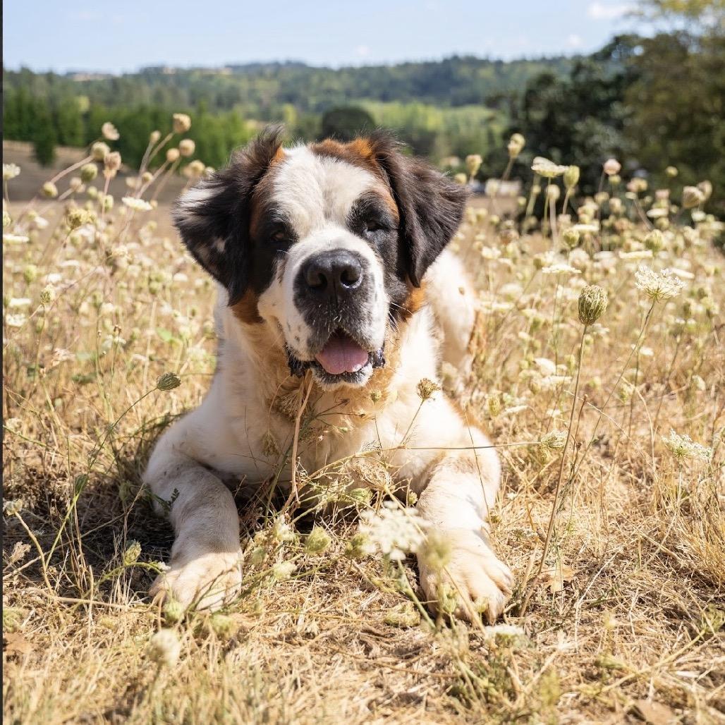 Enlarge Otis, a Adoptable Saint Bernard in Salem, OR image 4/6