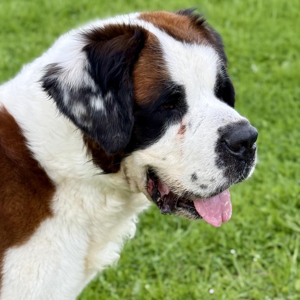 Otis, a Adoptable Saint Bernard in Salem, OR image 4/6