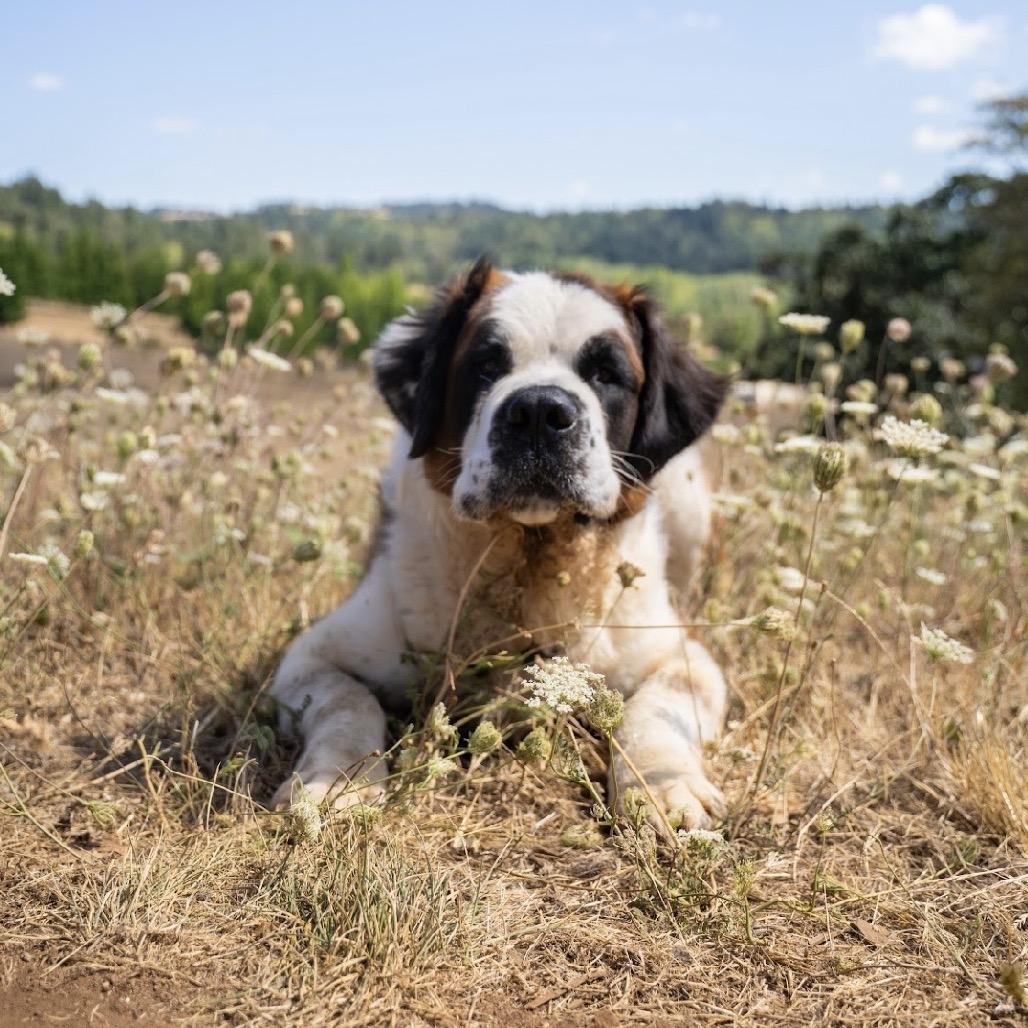 Enlarge Otis, a Adoptable Saint Bernard in Salem, OR image 5/6