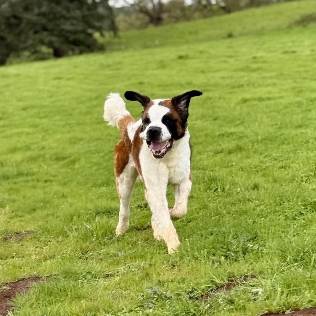 Otis, a Adoptable Saint Bernard in Salem, OR image 5/6
