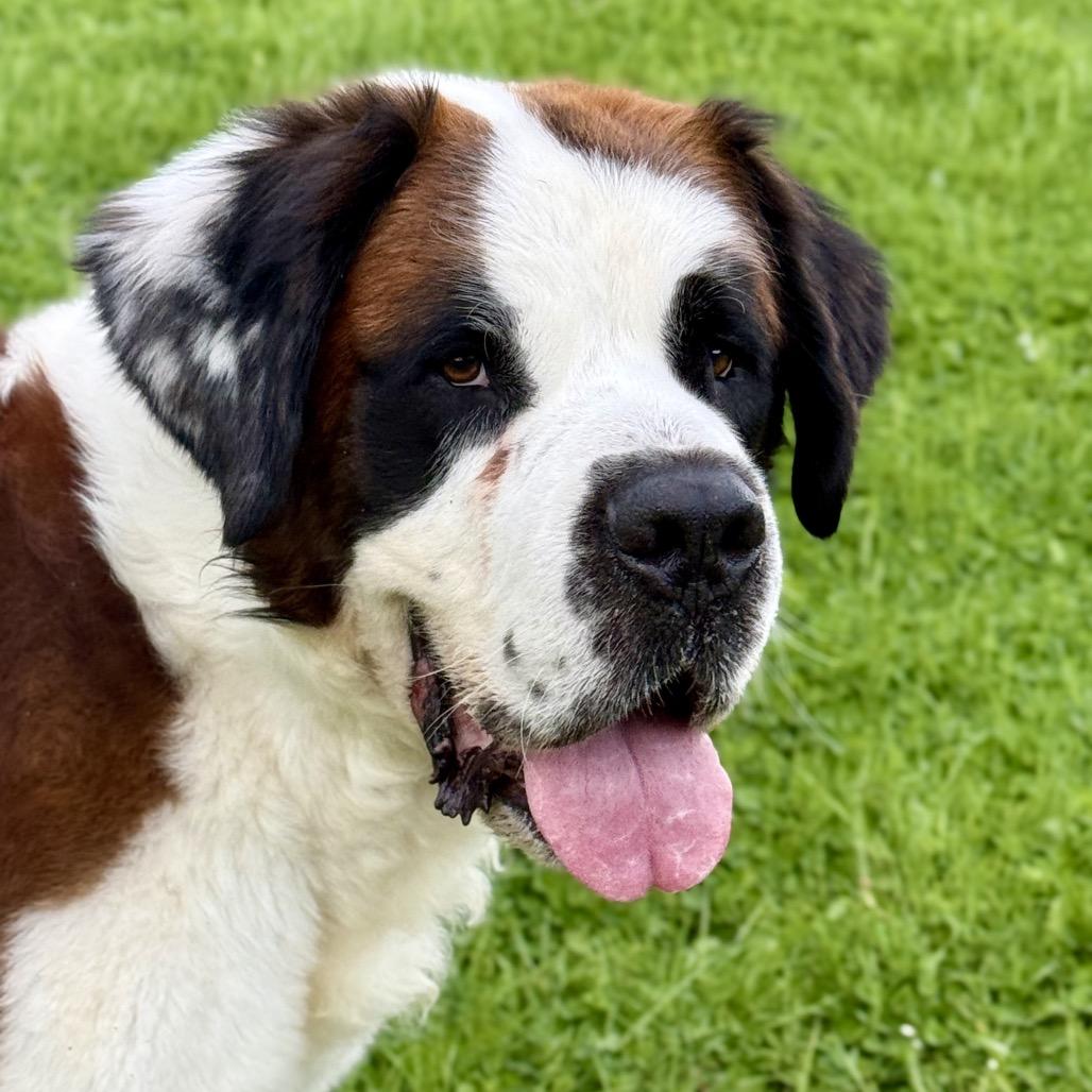 Otis, a Adoptable Saint Bernard in Salem, OR image 6/6