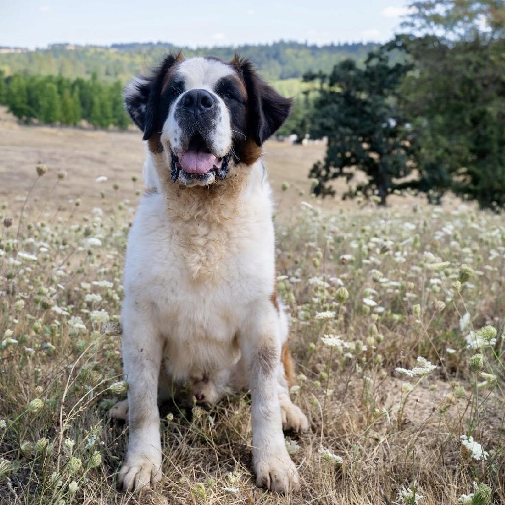 Enlarge Otis, a Adoptable Saint Bernard in Salem, OR image 6/6
