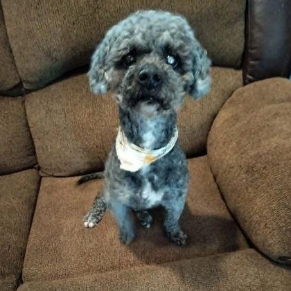 BOOSIE, ADOPTABLE, Adult Male Poodle.