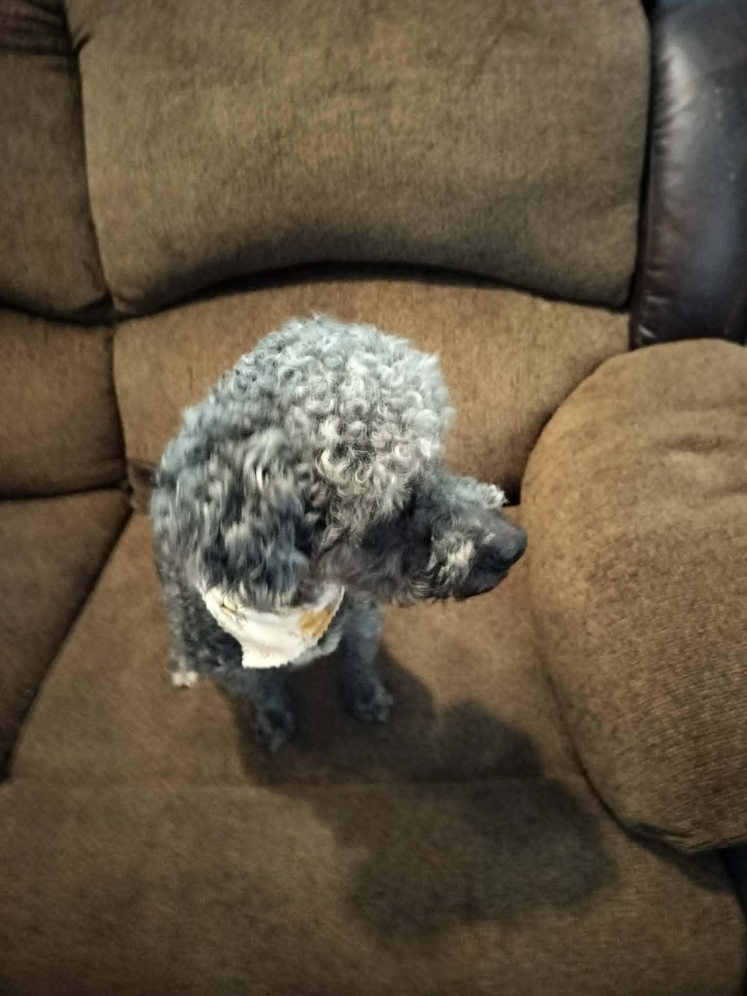 Enlarge BOOSIE, a ADOPTABLE Poodle in Harlem, GA image 2/6