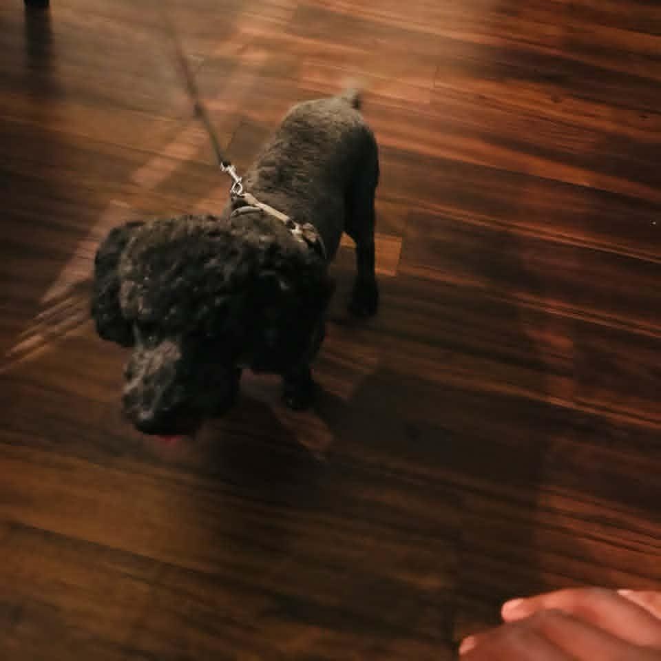 Enlarge BOOSIE, a ADOPTABLE Poodle in Harlem, GA image 4/6