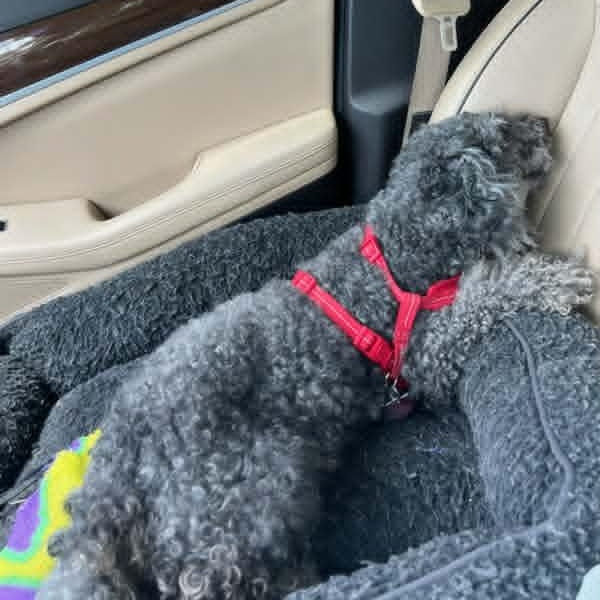 Enlarge BOOSIE, a ADOPTABLE Poodle in Harlem, GA image 6/6