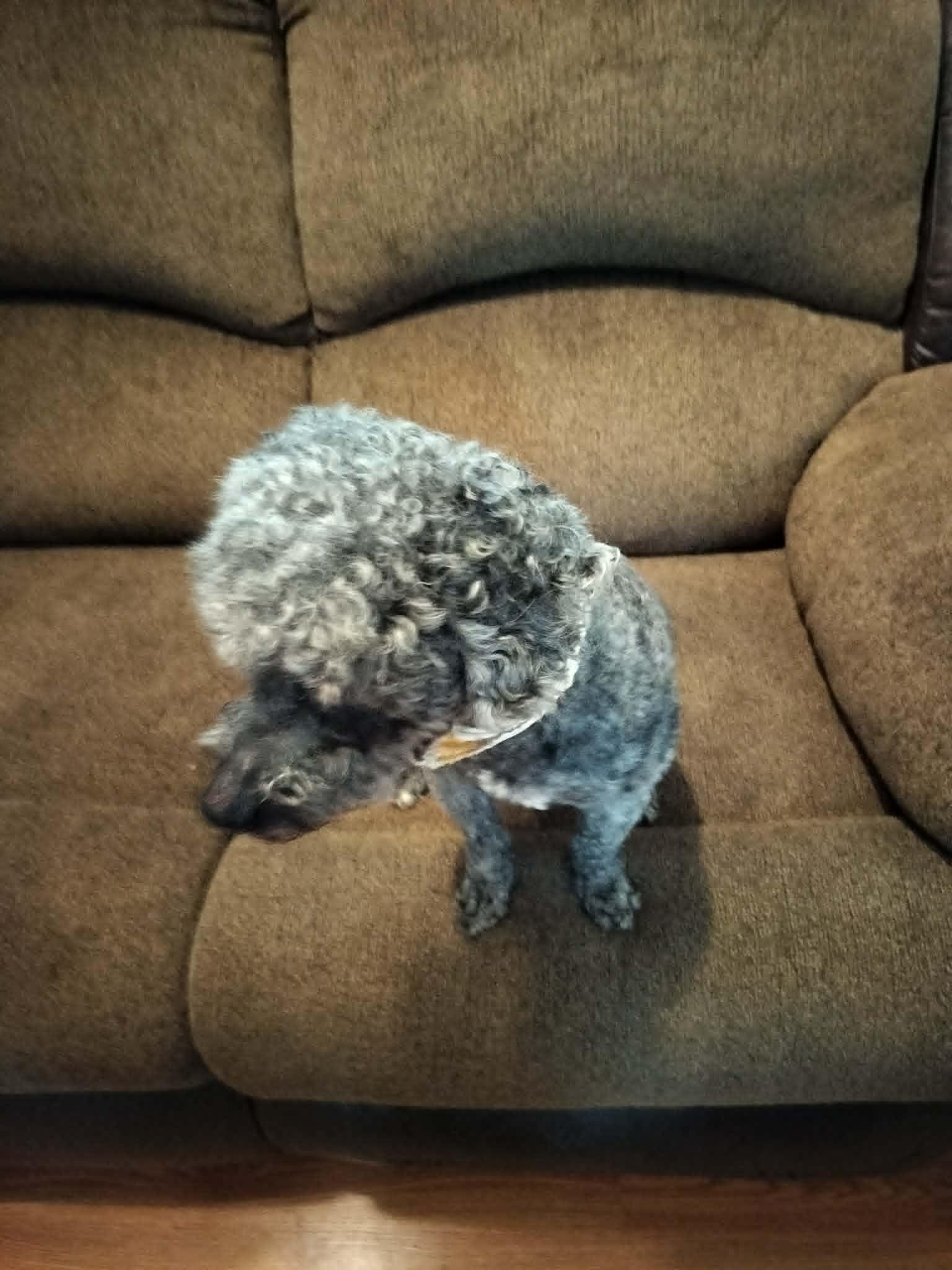 Enlarge BOOSIE, a ADOPTABLE Poodle in Harlem, GA image 3/6