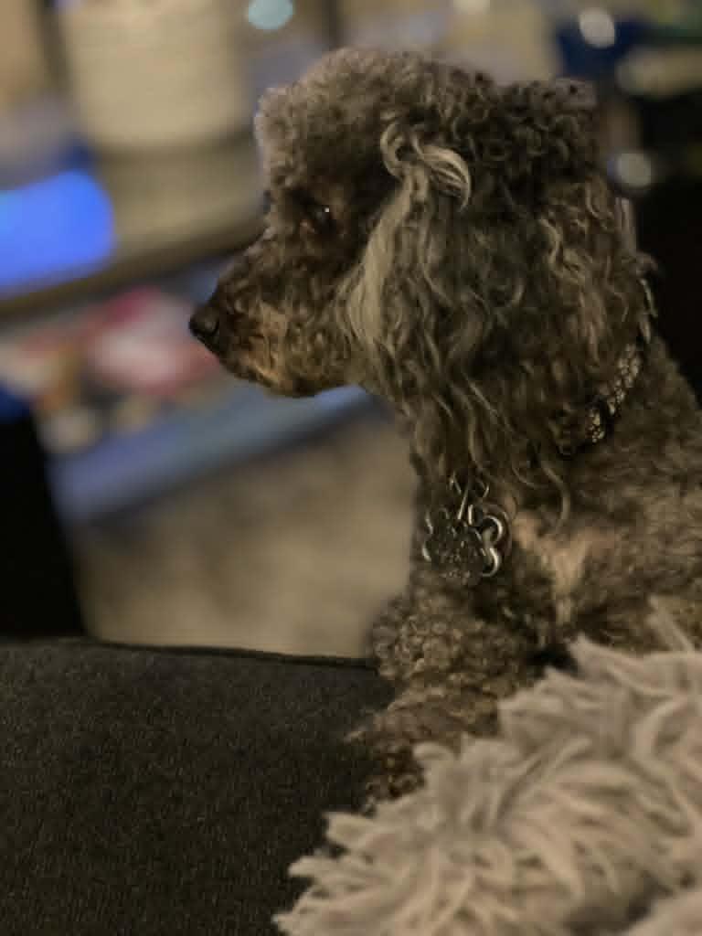 Enlarge BOOSIE, a ADOPTABLE Poodle in Harlem, GA image 5/6