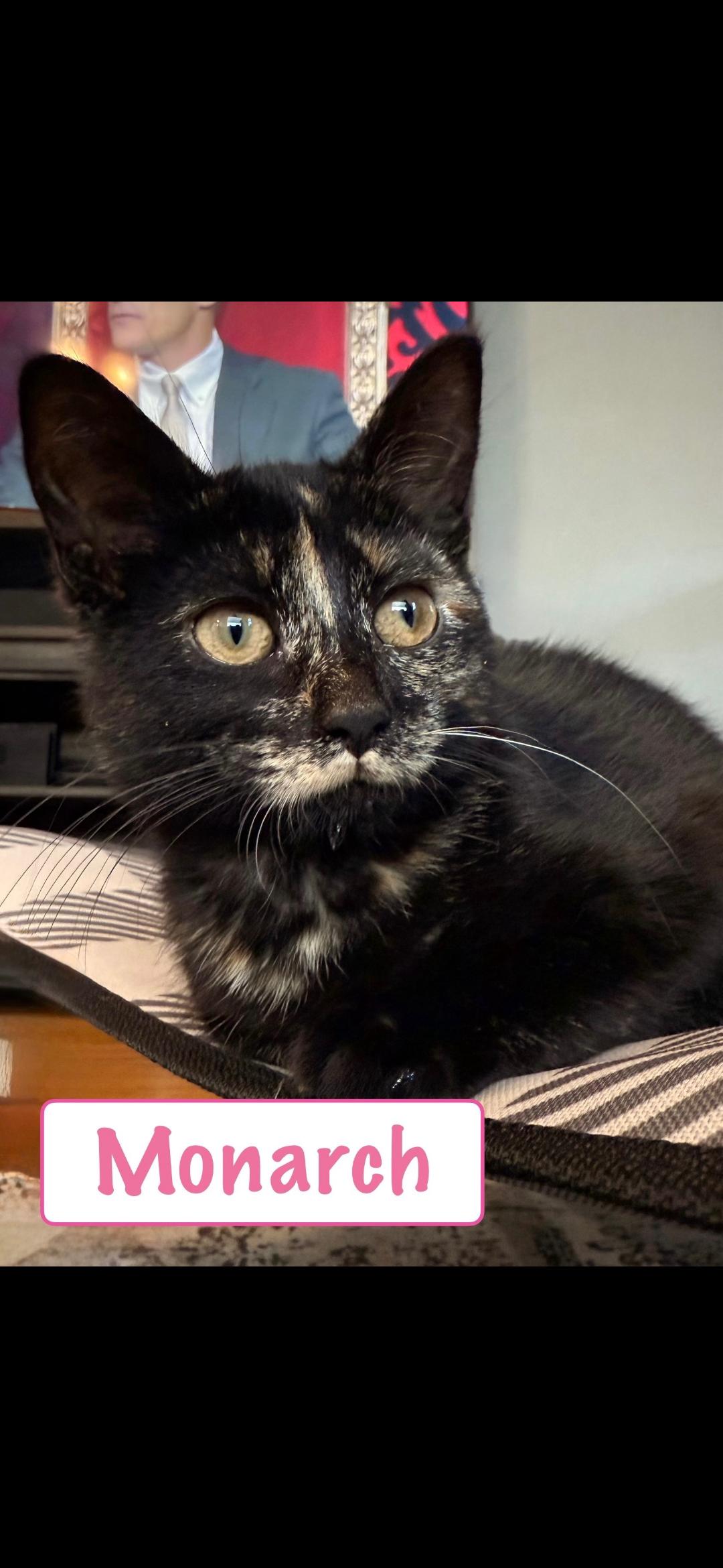 Monarch, an adoptable Domestic Short Hair in Medford, WI, 54451 | Photo Image 1