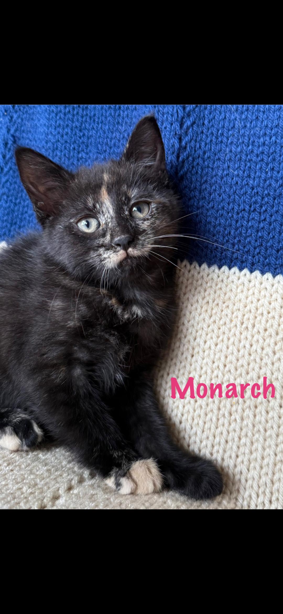 Monarch, an adoptable Domestic Short Hair in Medford, WI, 54451 | Photo Image 1