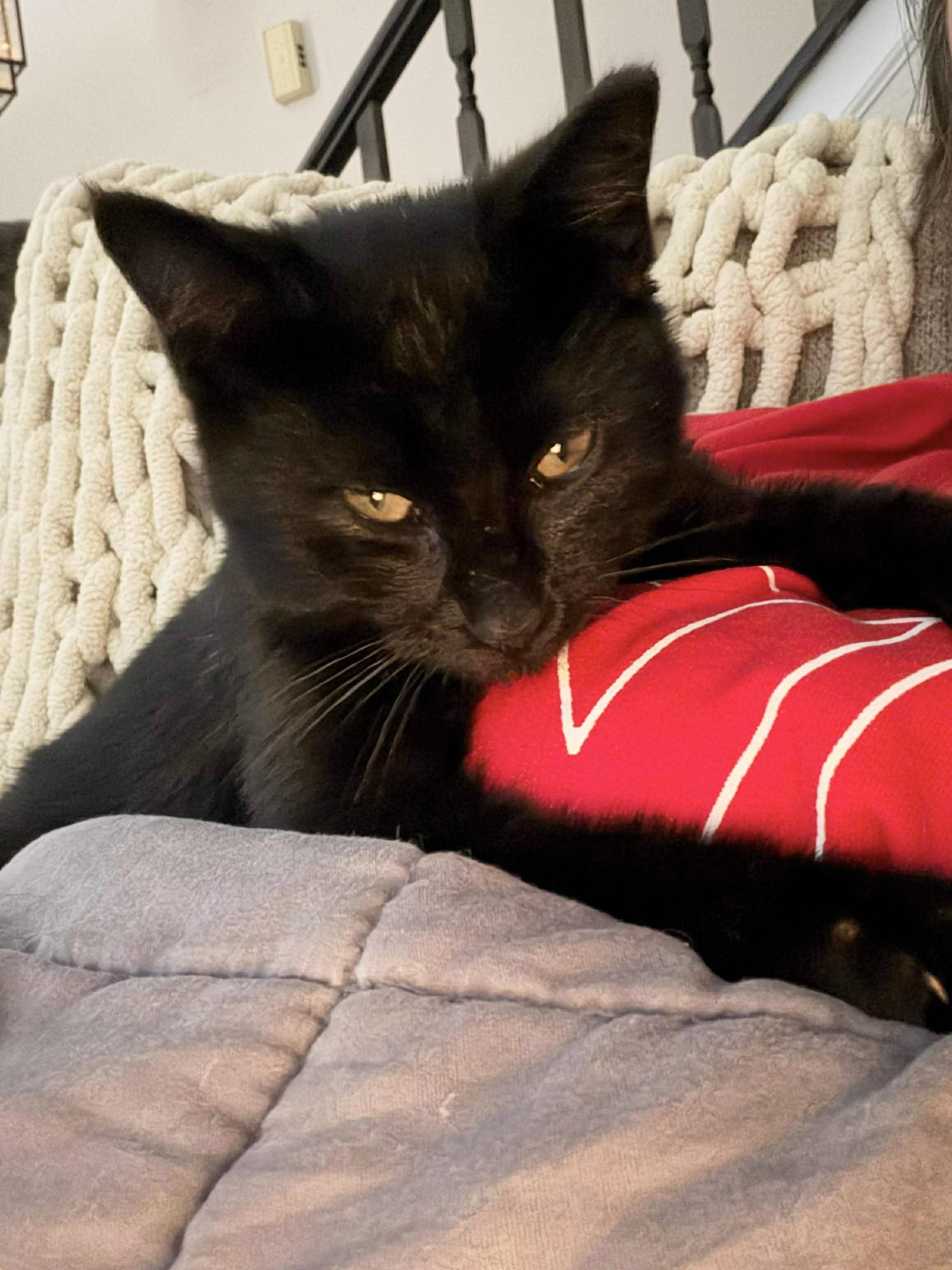 Enlarge Wonderful Wesley , a ADOPTABLE Domestic Medium Hair in West Hartford , CT image 3/5