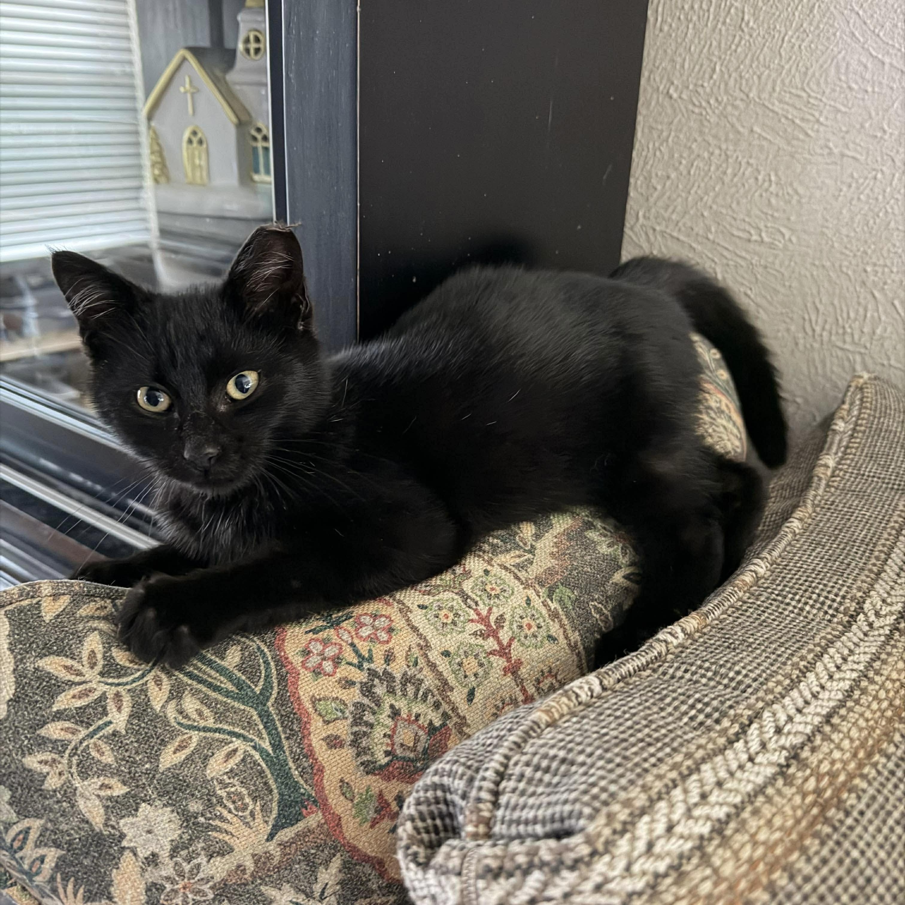 Enlarge Wonderful Wesley , a ADOPTABLE Domestic Medium Hair in West Hartford , CT image 4/5