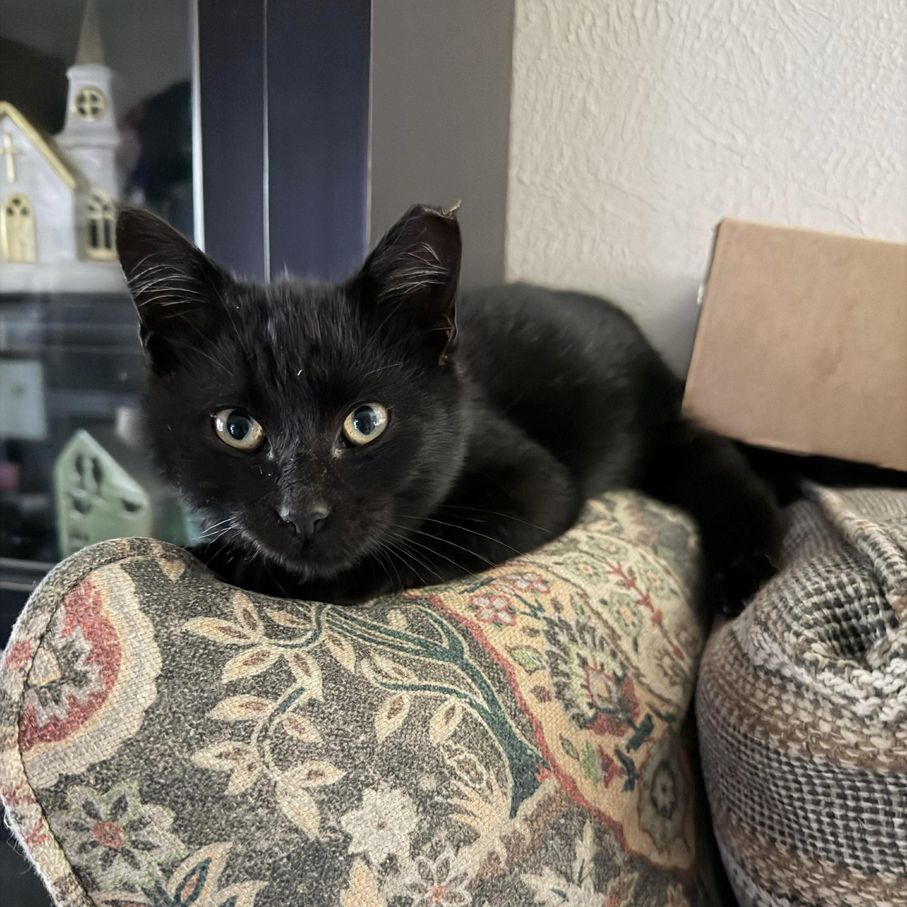 Enlarge Wonderful Wesley , a ADOPTABLE Domestic Medium Hair in West Hartford , CT image 1/5