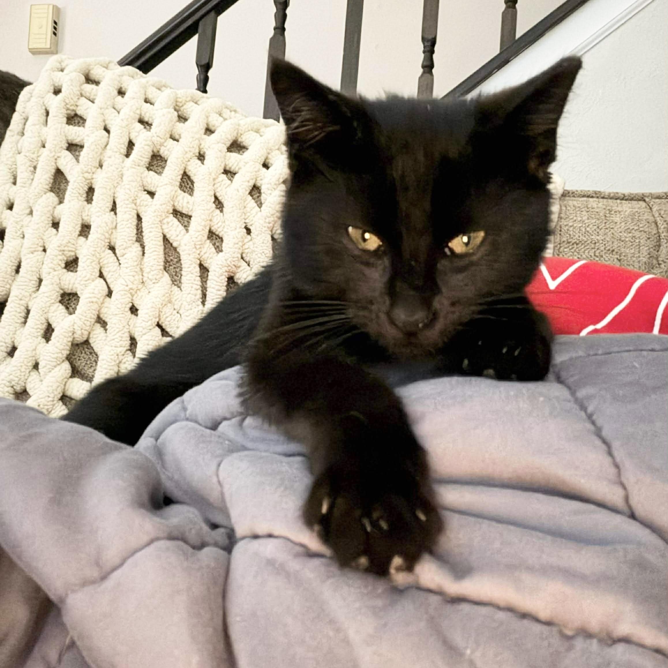 Enlarge Wonderful Wesley , a ADOPTABLE Domestic Medium Hair in West Hartford , CT image 5/5