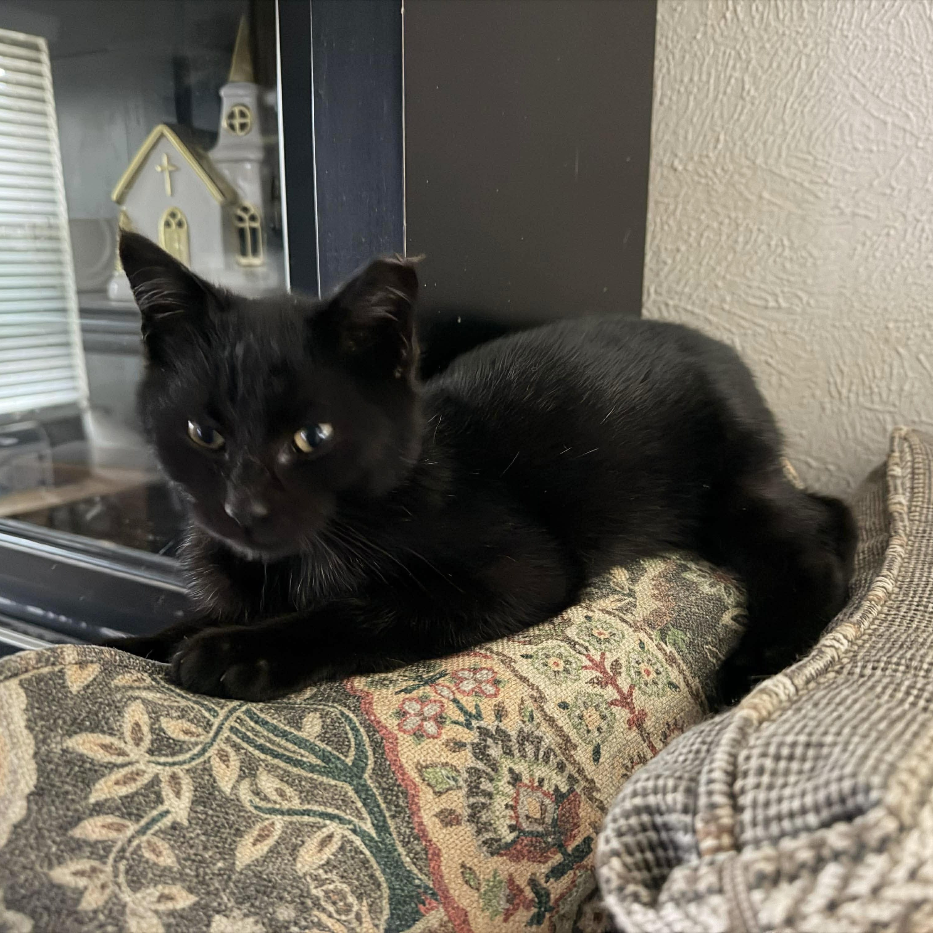 Enlarge Wonderful Wesley , a ADOPTABLE Domestic Medium Hair in West Hartford , CT image 2/5