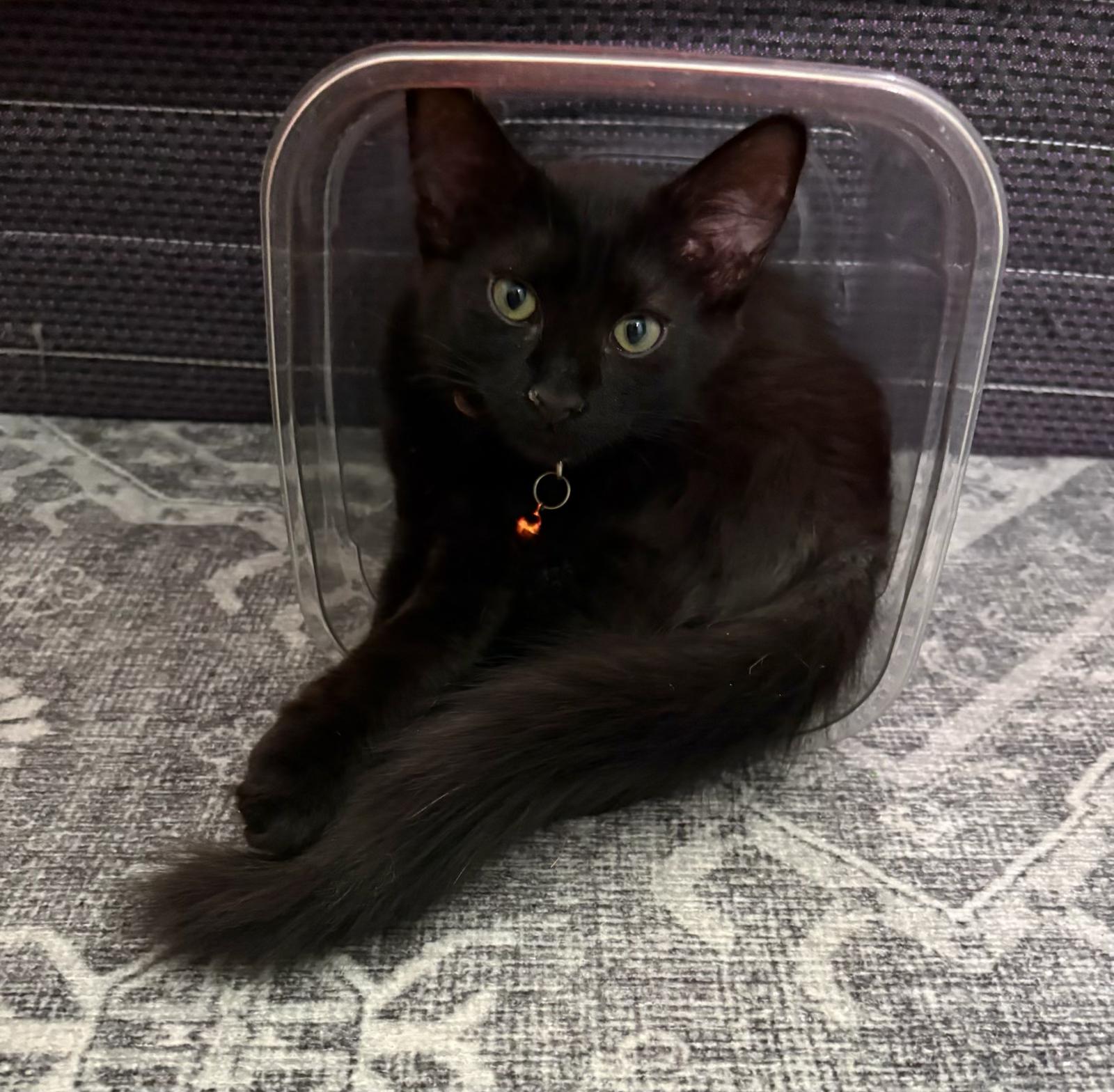 Raven, ADOPTABLE, Kitten Male Domestic Medium Hair.