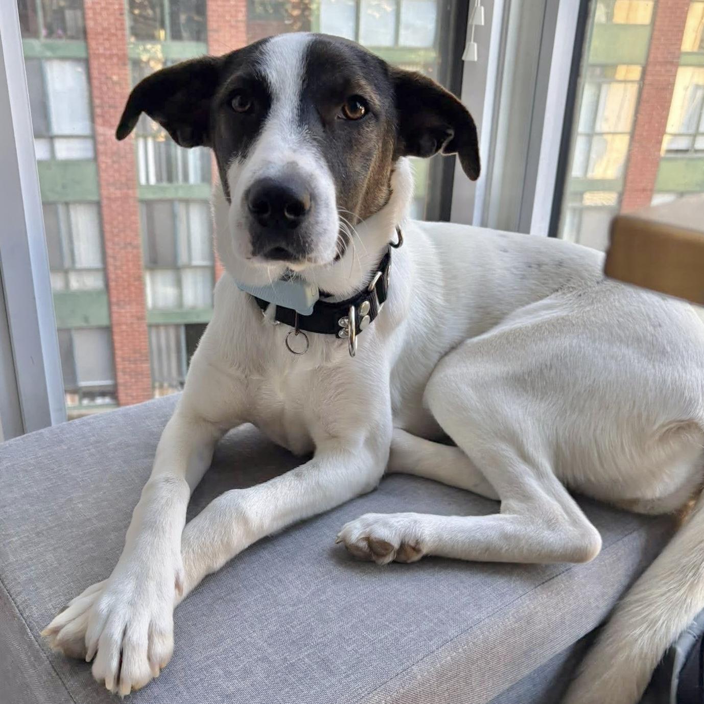 Zoe, Adoptable, Young Female Mixed Breed & Pointer.
