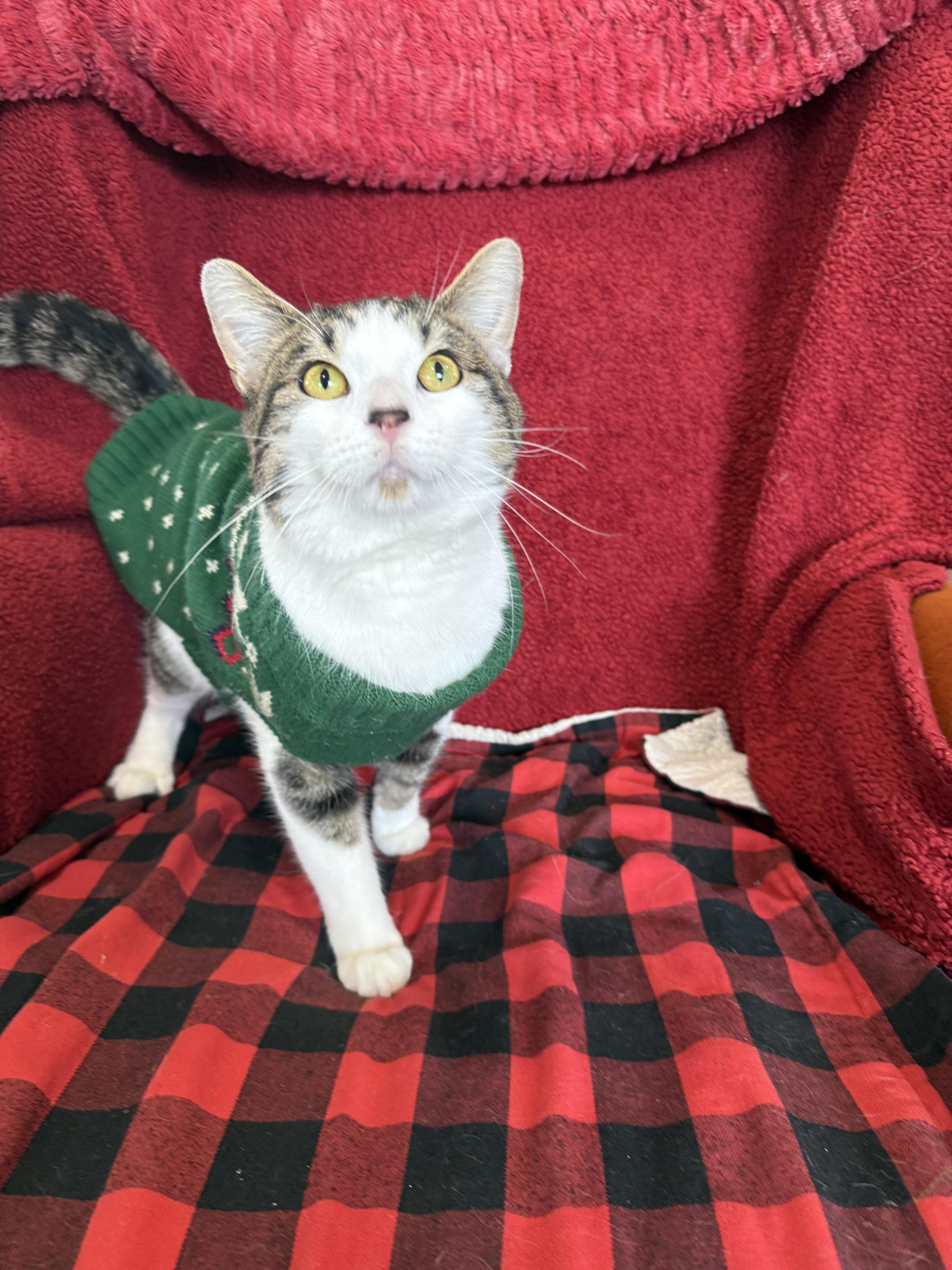 Enlarge Lucky Charms, a Adoptable Domestic Short Hair in Steger, IL image 3/3