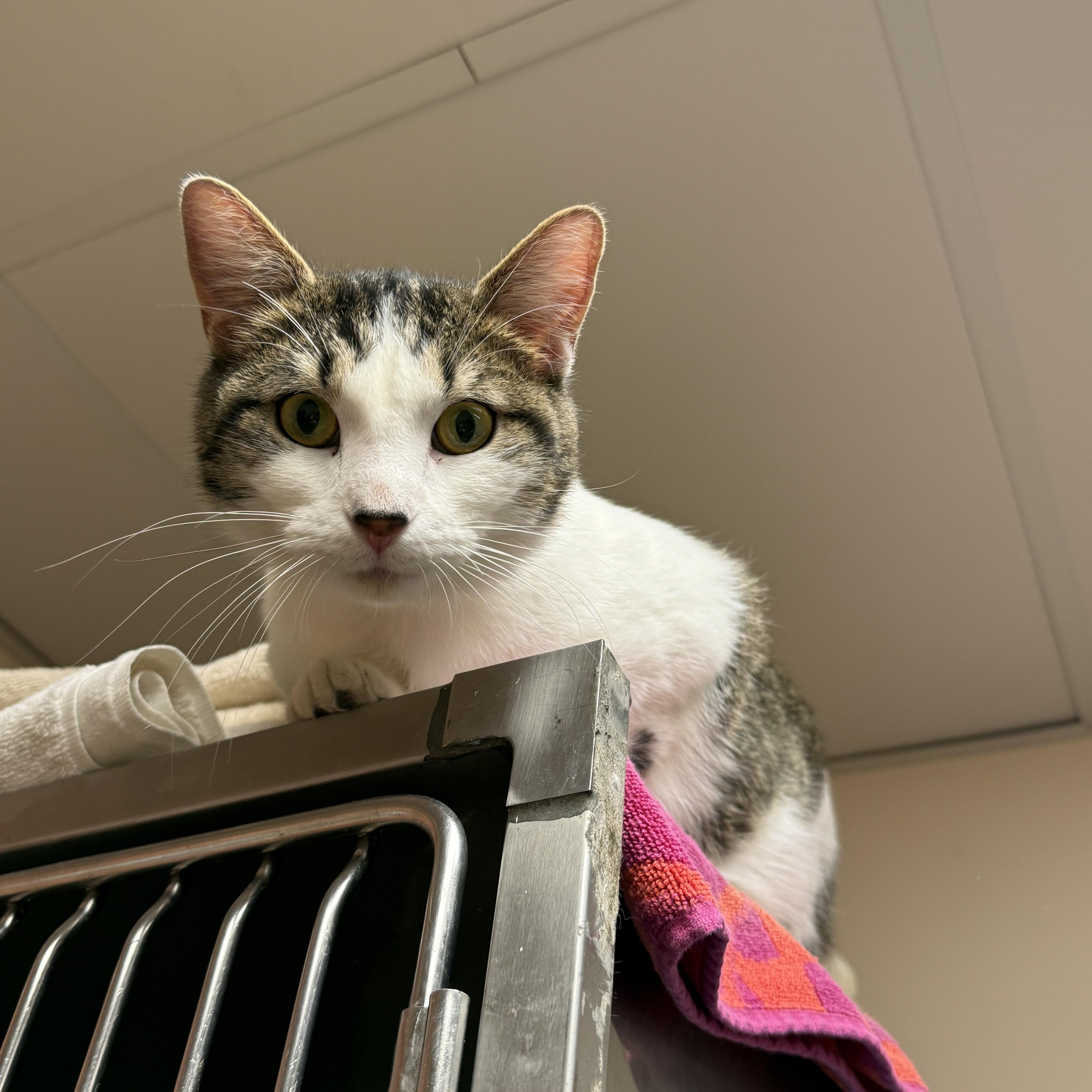 Enlarge Lucky Charms, a Adoptable Domestic Short Hair in Steger, IL image 2/3