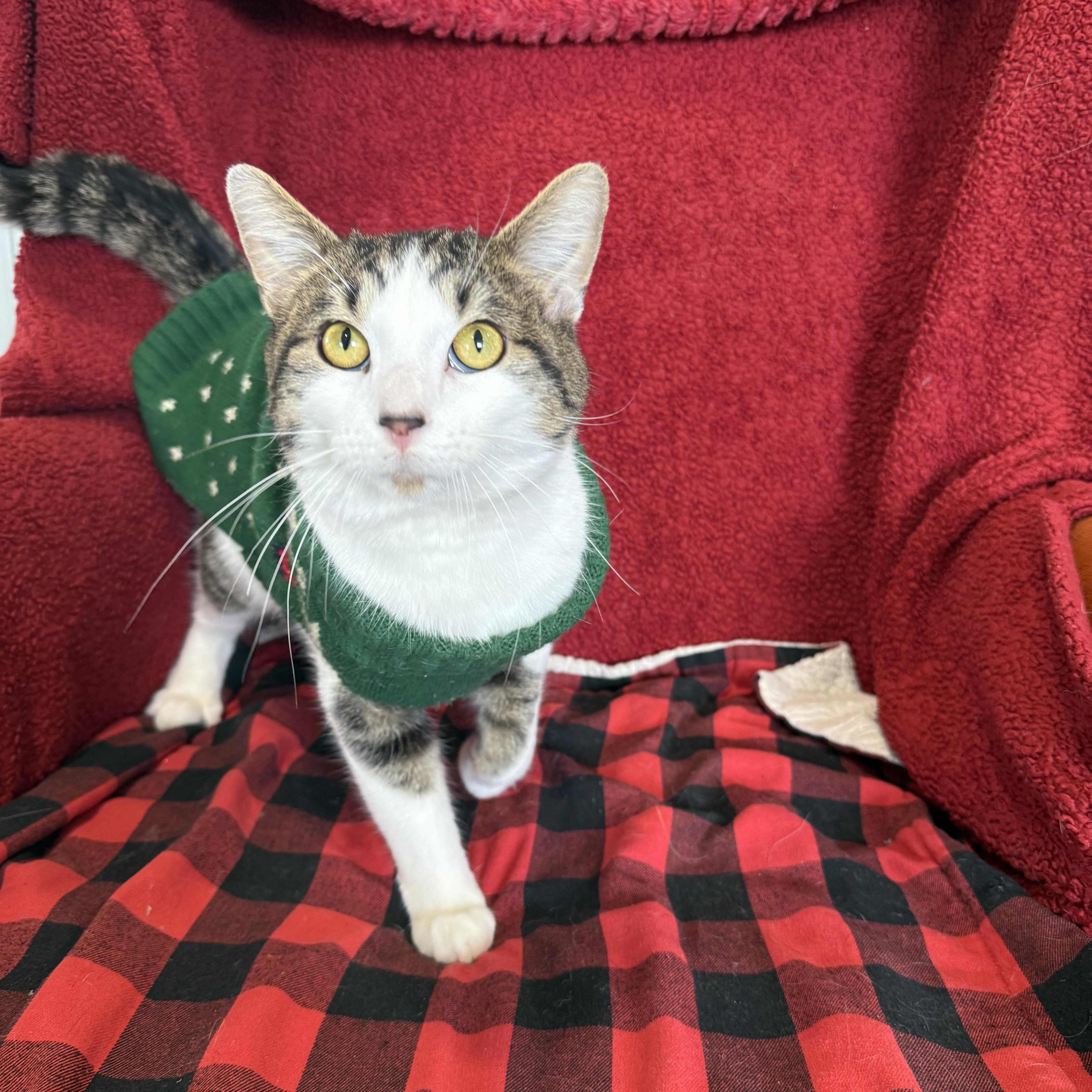 Enlarge Lucky Charms, a Adoptable Domestic Short Hair in Steger, IL image 1/3