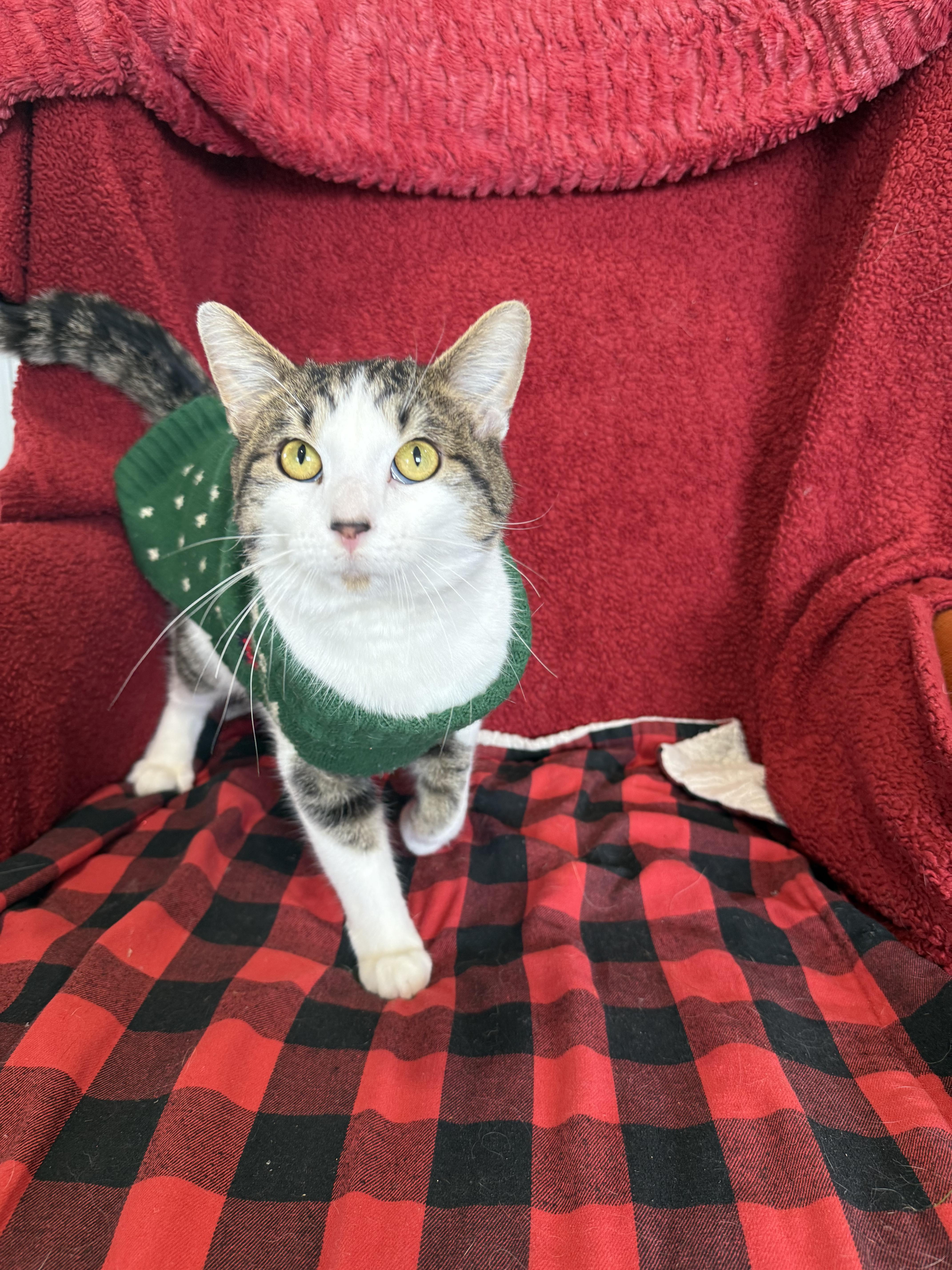 Enlarge Lucky Charms, a Adoptable Domestic Short Hair in Steger, IL image 2/3