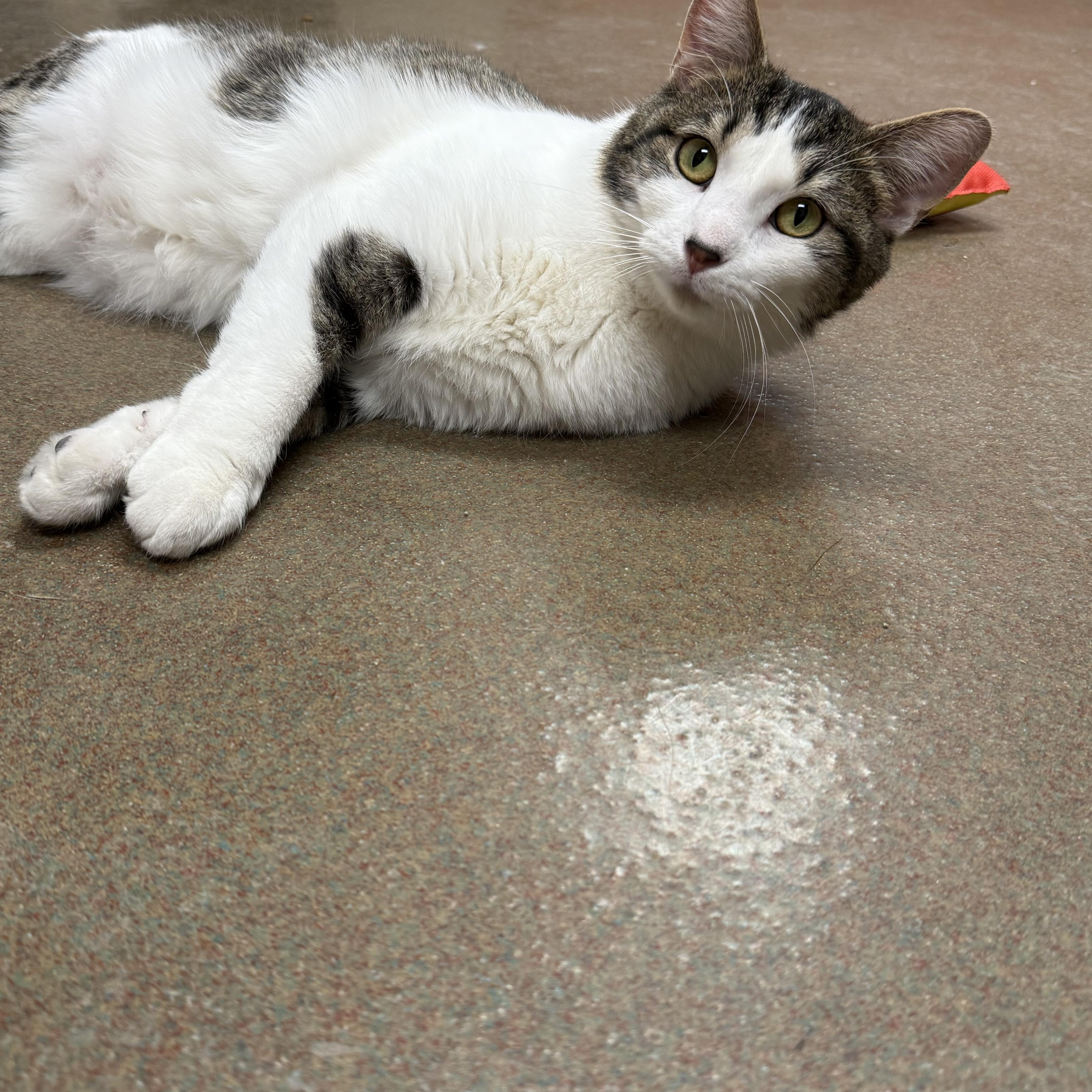 Enlarge Lucky Charms, a Adoptable Domestic Short Hair in Steger, IL image 3/3